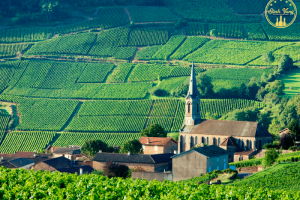 BURGUNDY - THÁNH ĐỊA CỦA RƯỢU VANG